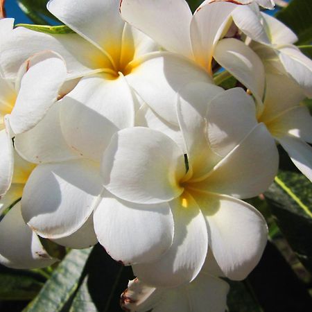 Frangipani Villas Ubud Zewnętrze zdjęcie