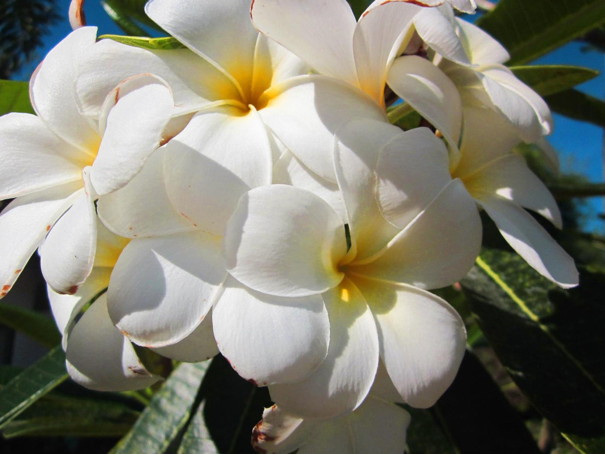 Frangipani Villas Ubud Zewnętrze zdjęcie