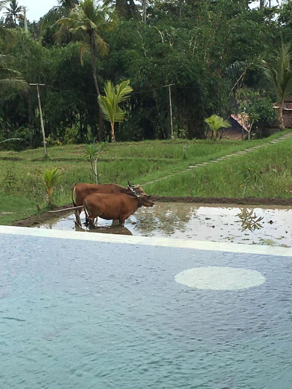 Frangipani Villas Ubud Zewnętrze zdjęcie